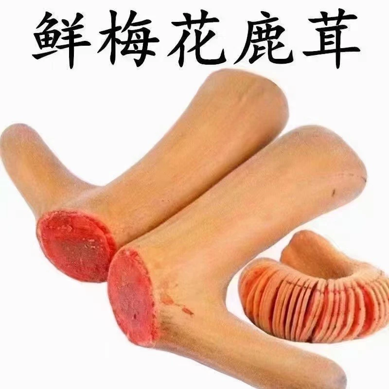梅花鹿鲜鹿茸整枝