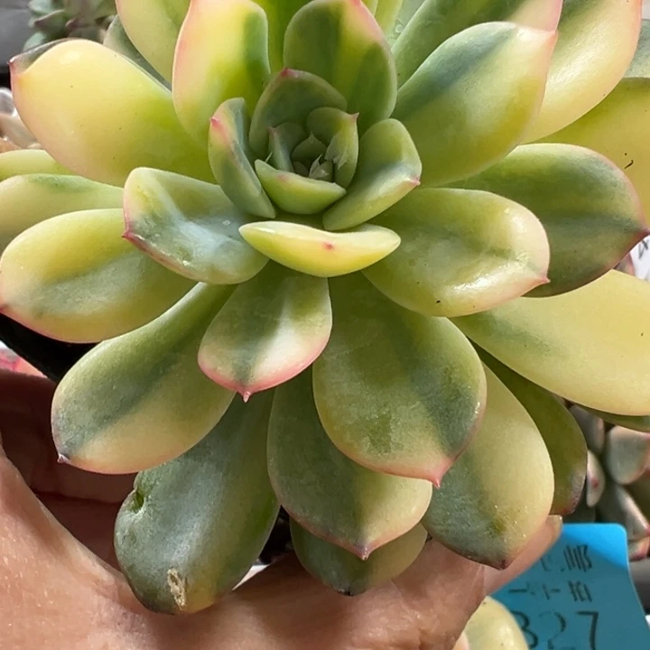 雨燕座锦多肉472多肉植物