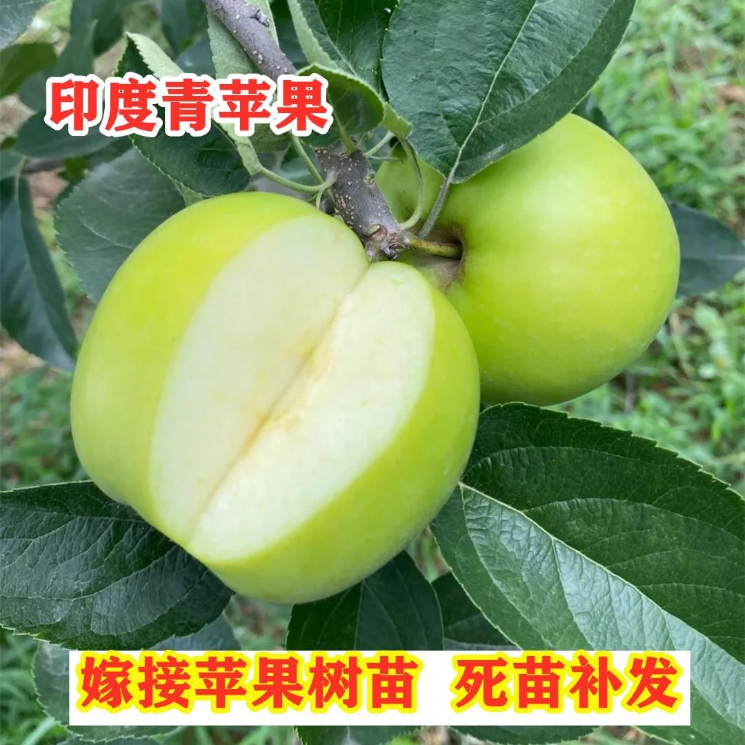 嫁接印度青苹果树苗脆甜苹果树南方北方种植印冬青苹果苗当年结果