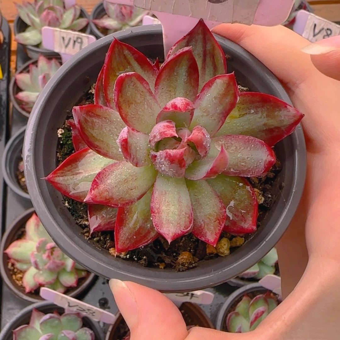 谢**?V6 惊鸿单头多肉