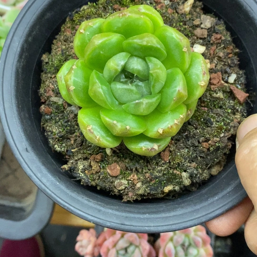 精品多肉一物一拍不包整75