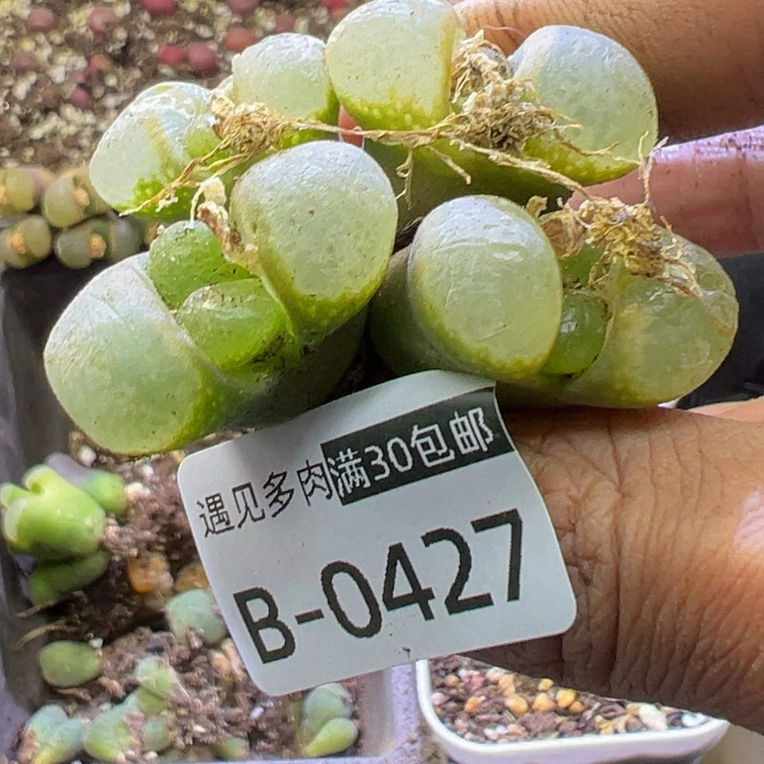 .*嘟多肉植物1111111111111