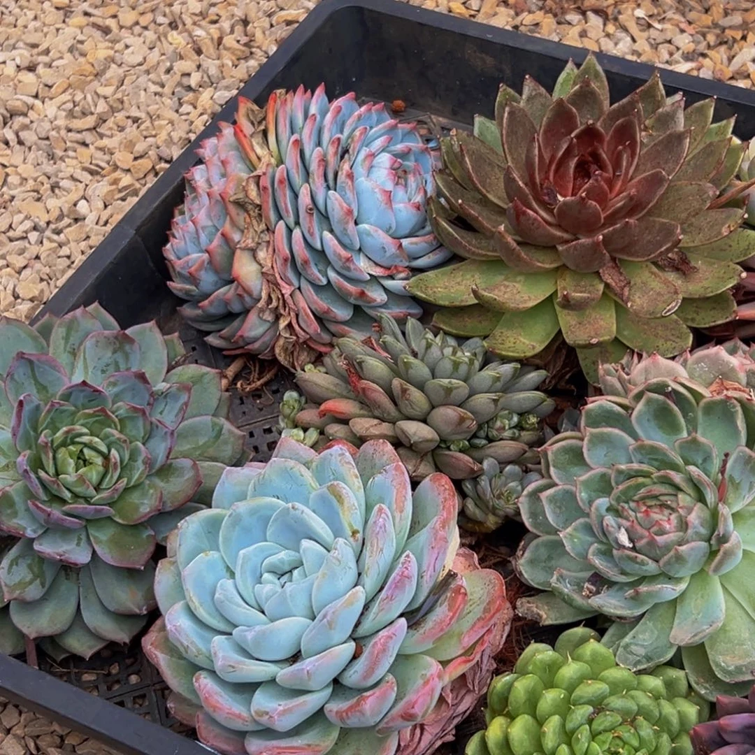 小***文680多肉植物的生长发育和