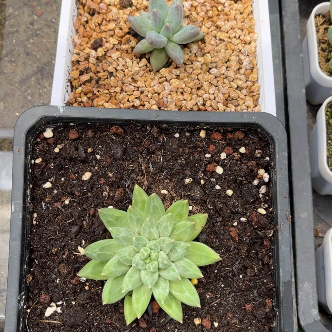 鱼****多肉植物杂交美人两颗