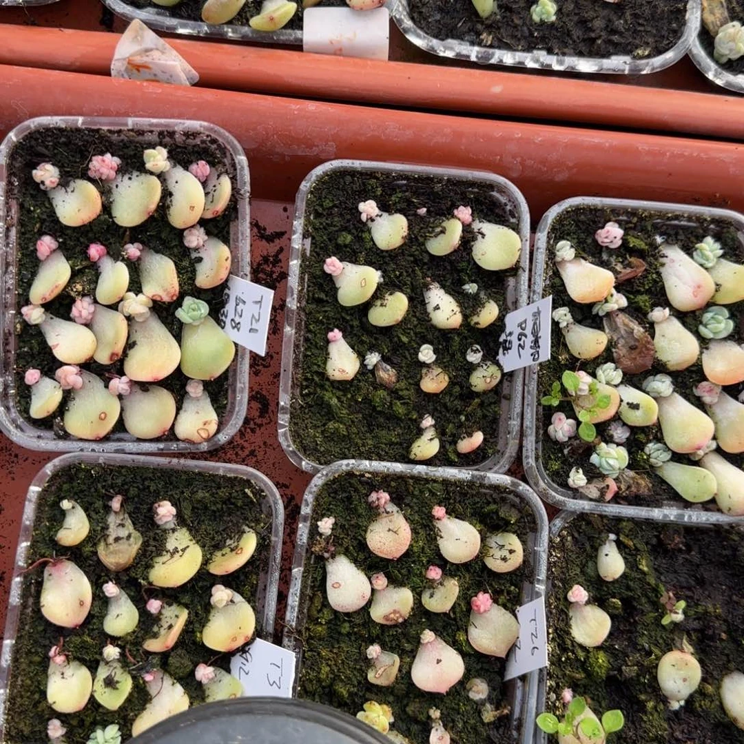 T351 芝麻穴2个满25包邮