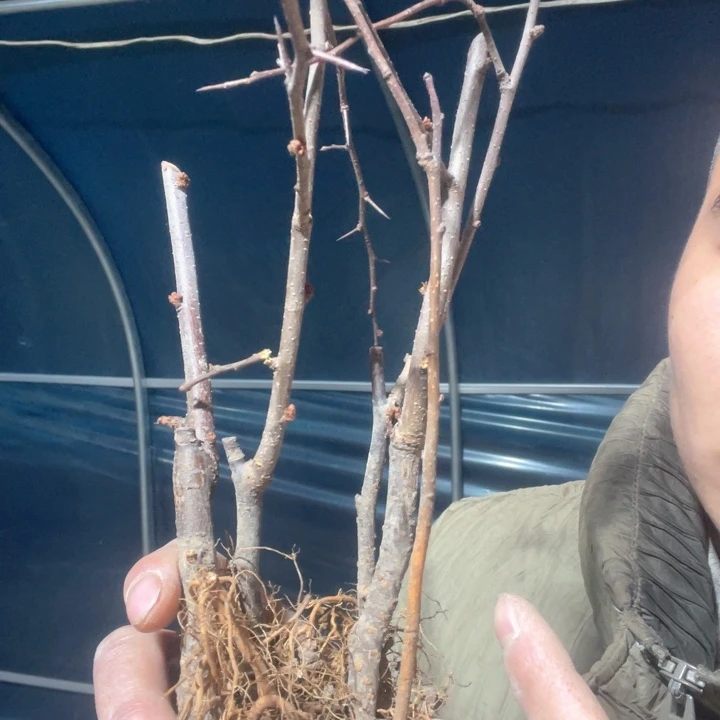 原生海棠武藏海棠花苗一颗