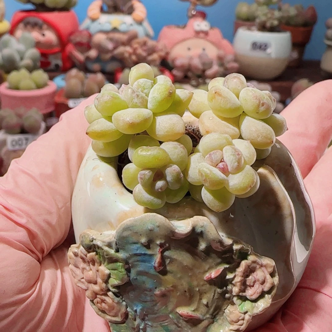 ღ***静T阳光玫瑰盆口2.5cm