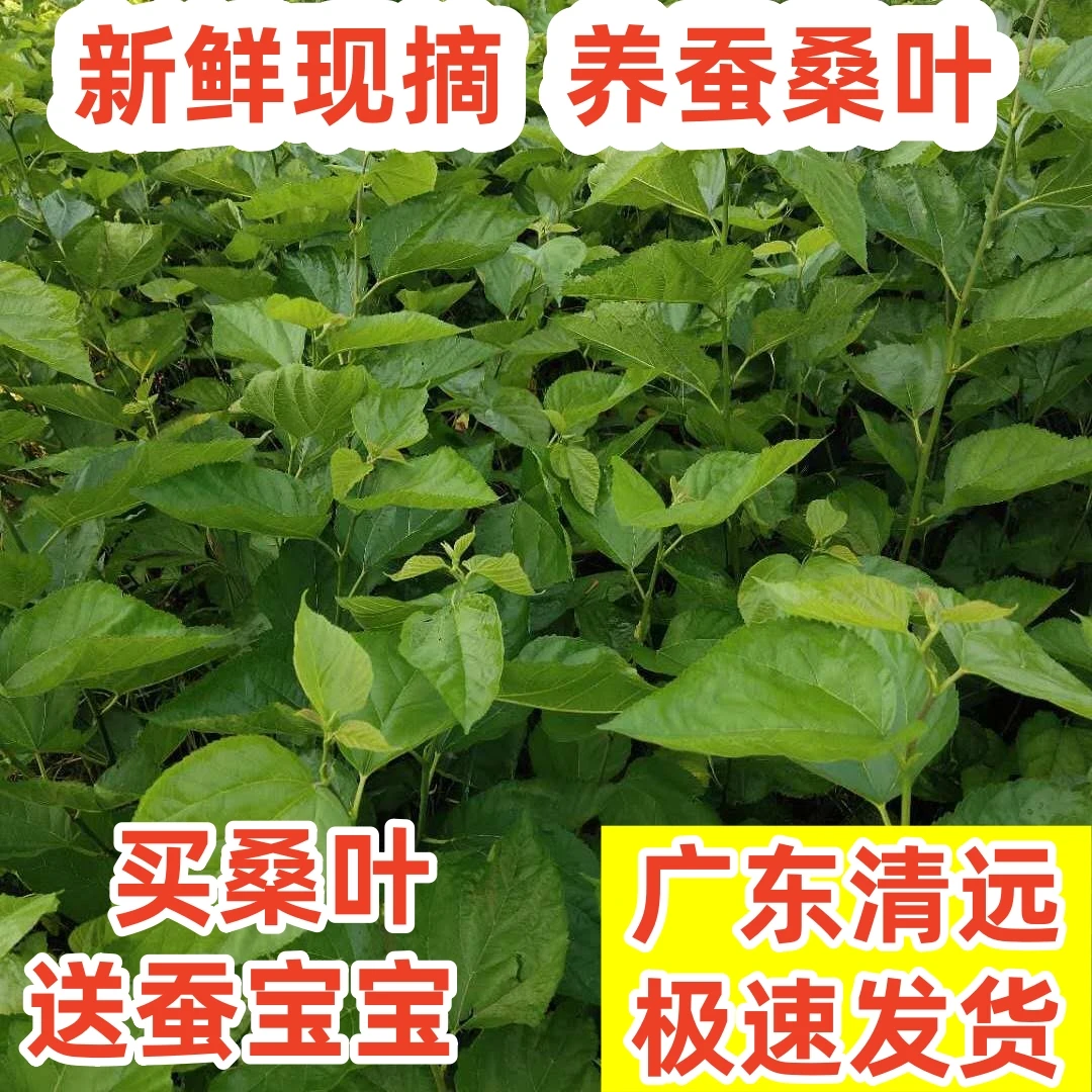 新鲜桑叶现摘 蚕宝宝 蚕卵桑蚕鲜桑叶学生喂养蚕蚕叶嫩桑叶