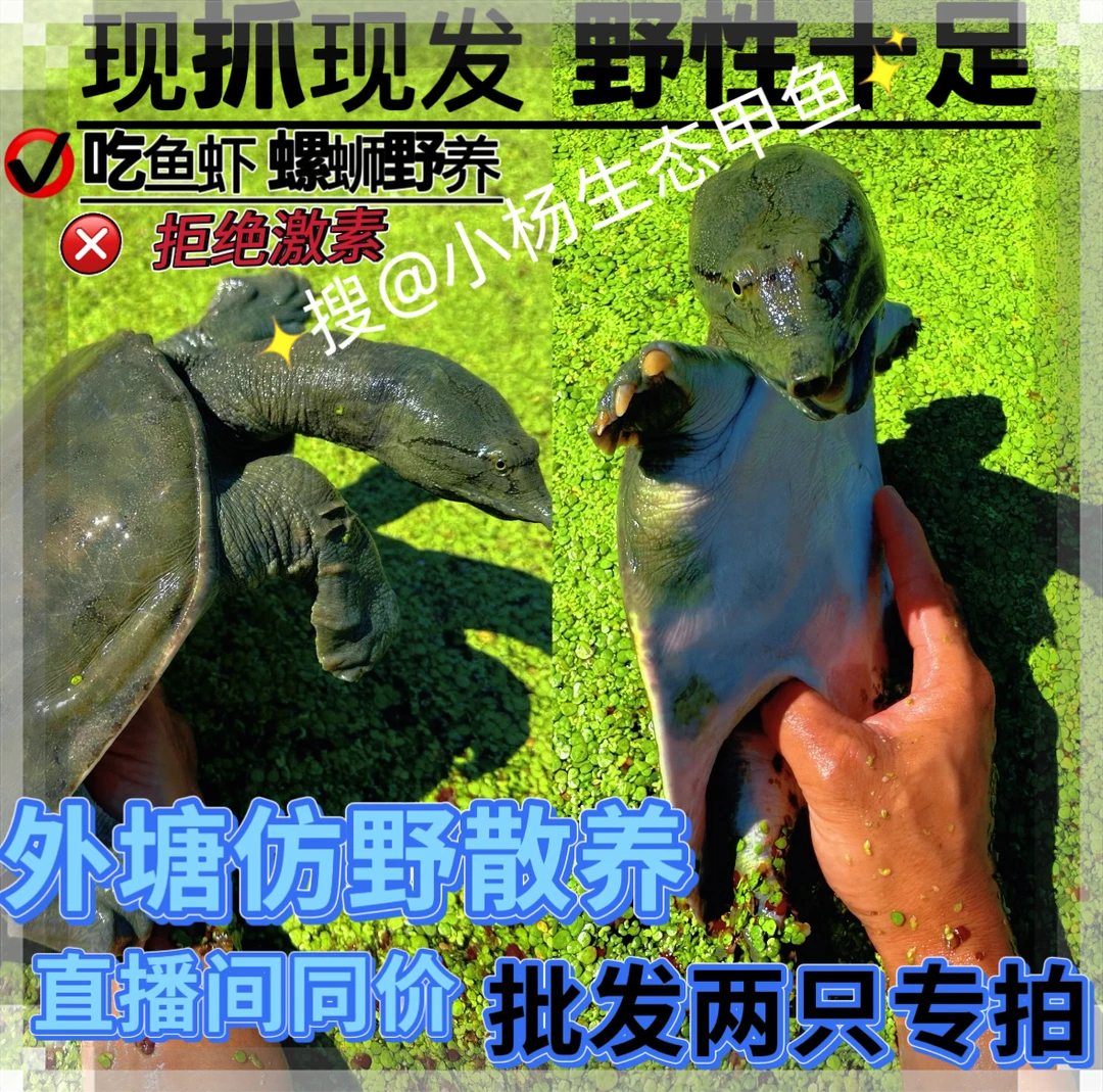 （批发2只专拍）鲜活常德洞庭湖湿地生态散养甲鱼两只共4-12斤可选