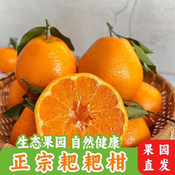正宗四川春见耙耙柑新鲜现摘产地直发孕妇新年水果年货4.5/8斤装