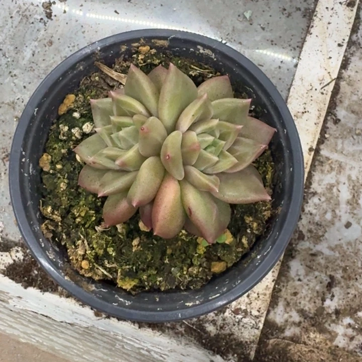 美人杂交 一物一拍