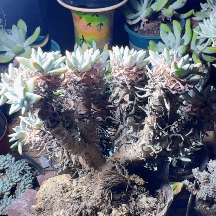 45头白菊一物一拍171