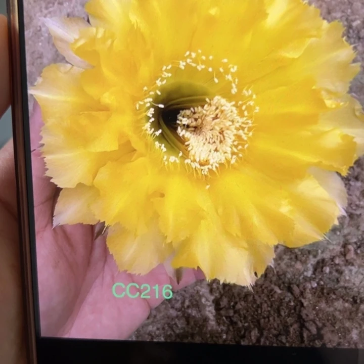 无花朵仙人球侧芽歪cc216