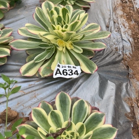 634玉芙蓉不包断枝