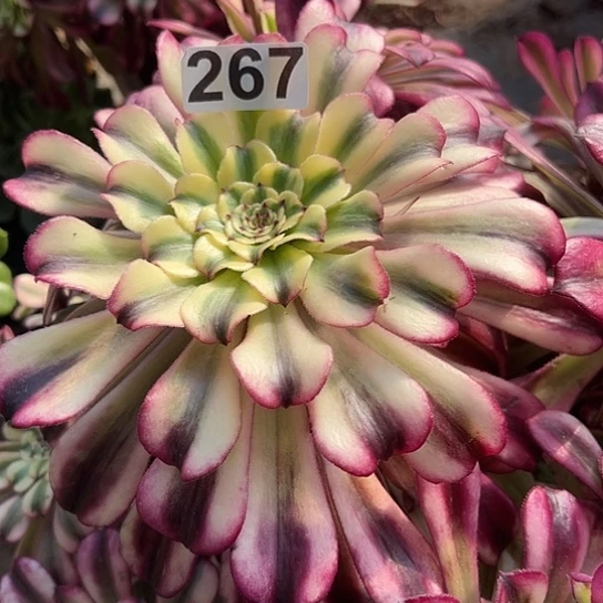 心**艺多肉植物一个