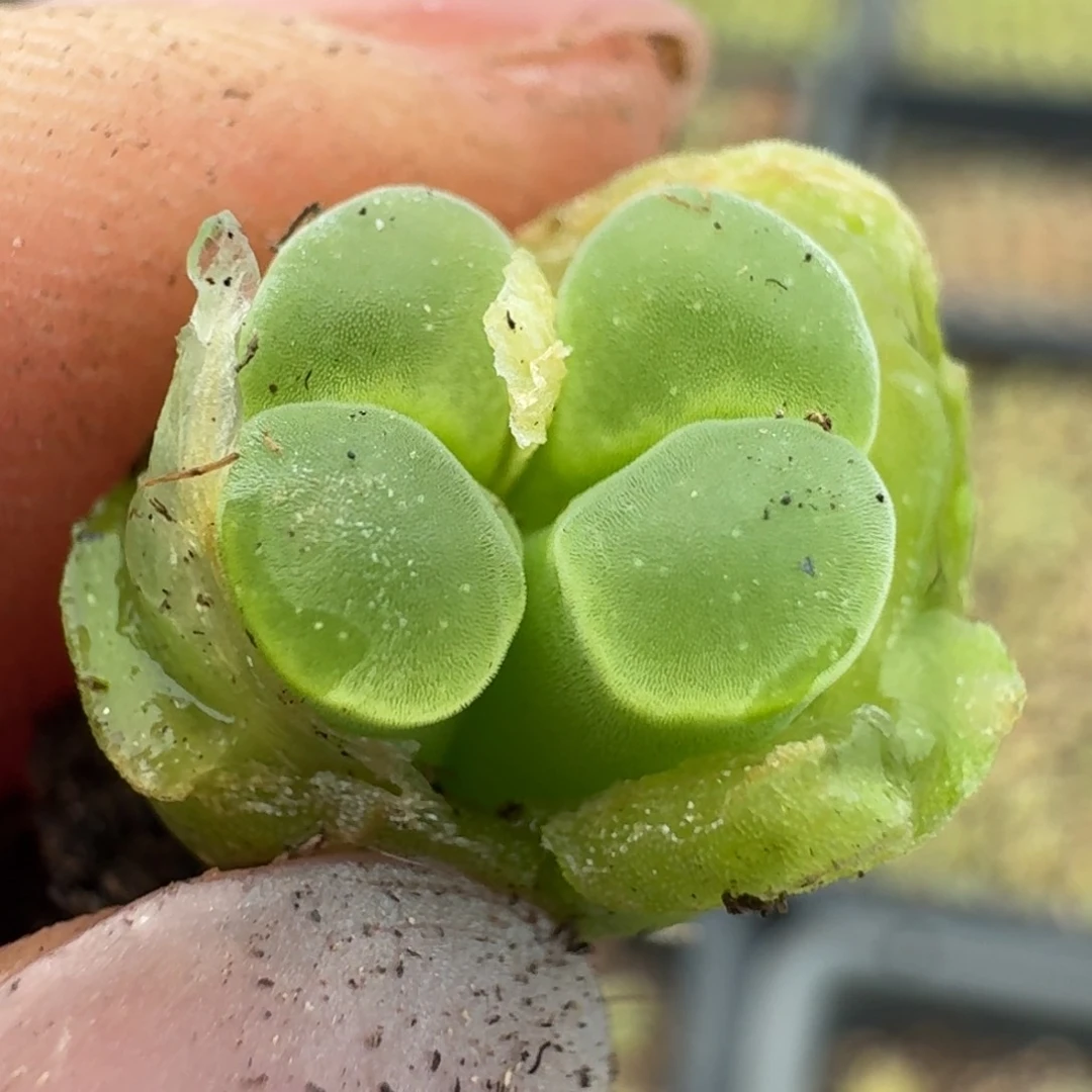 352头000000000000000