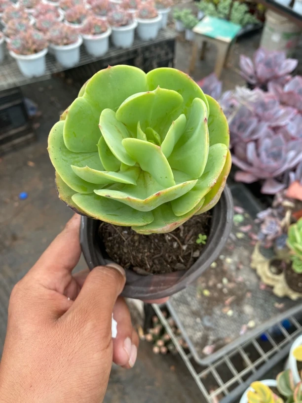 鸡蛋碧桃2盆脱土多肉植物室内净化空气绿植