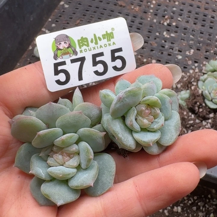 今***丶多肉植物多肉植物