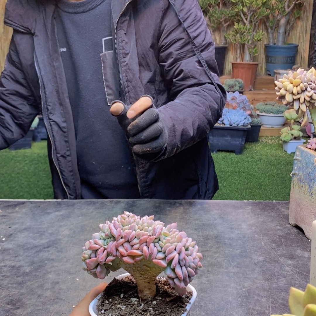 楠**妈H108号玛瑙缀