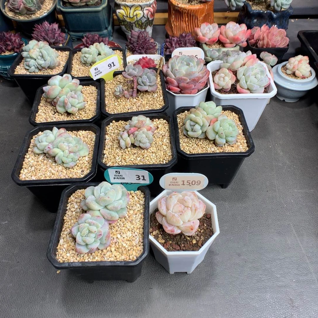 .31-1509 新春特冰玉石化