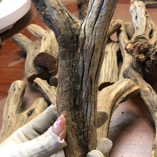 大果紫檀（缅甸花梨）毅