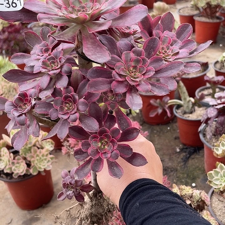 361莉娜多肉植物福利