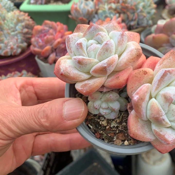 多肉植物冰玉慕颜