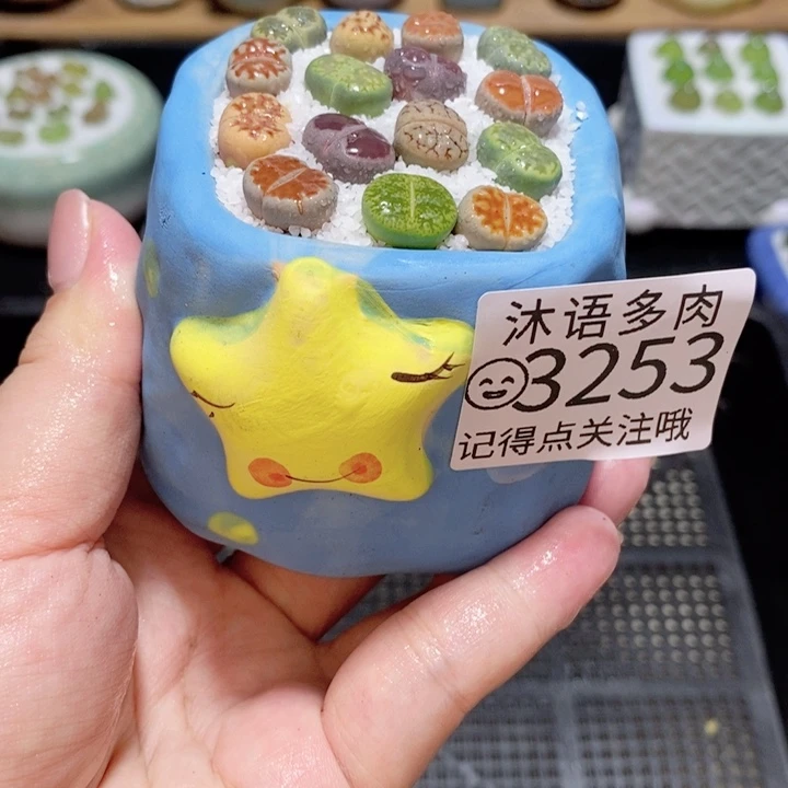 精美盆栽 一物一拍3253