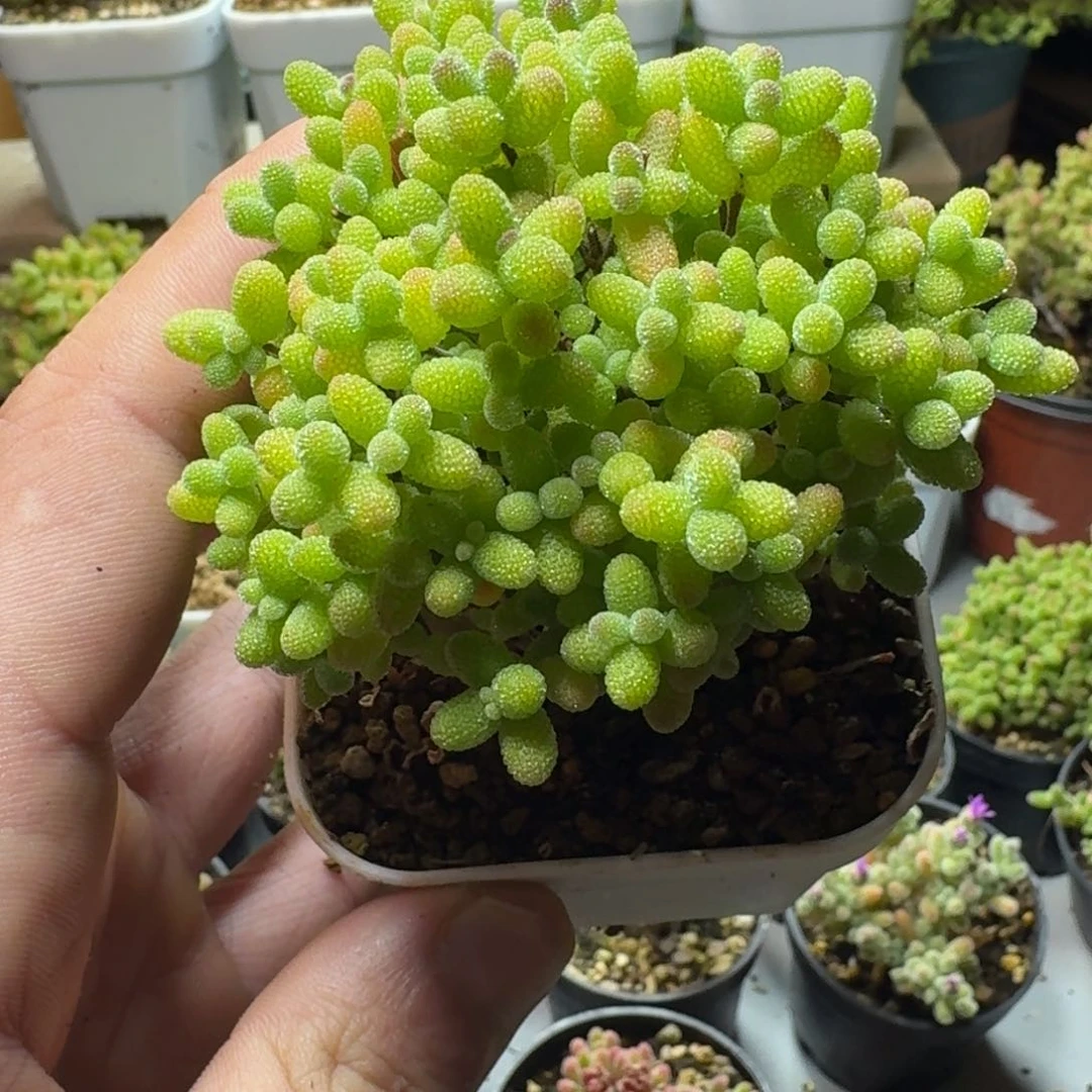 *️金桔 多肉植物枝干番杏