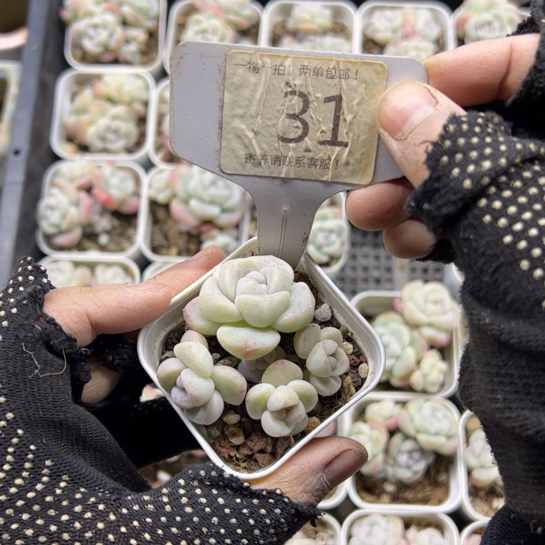 红陶雾*31号多肉植物