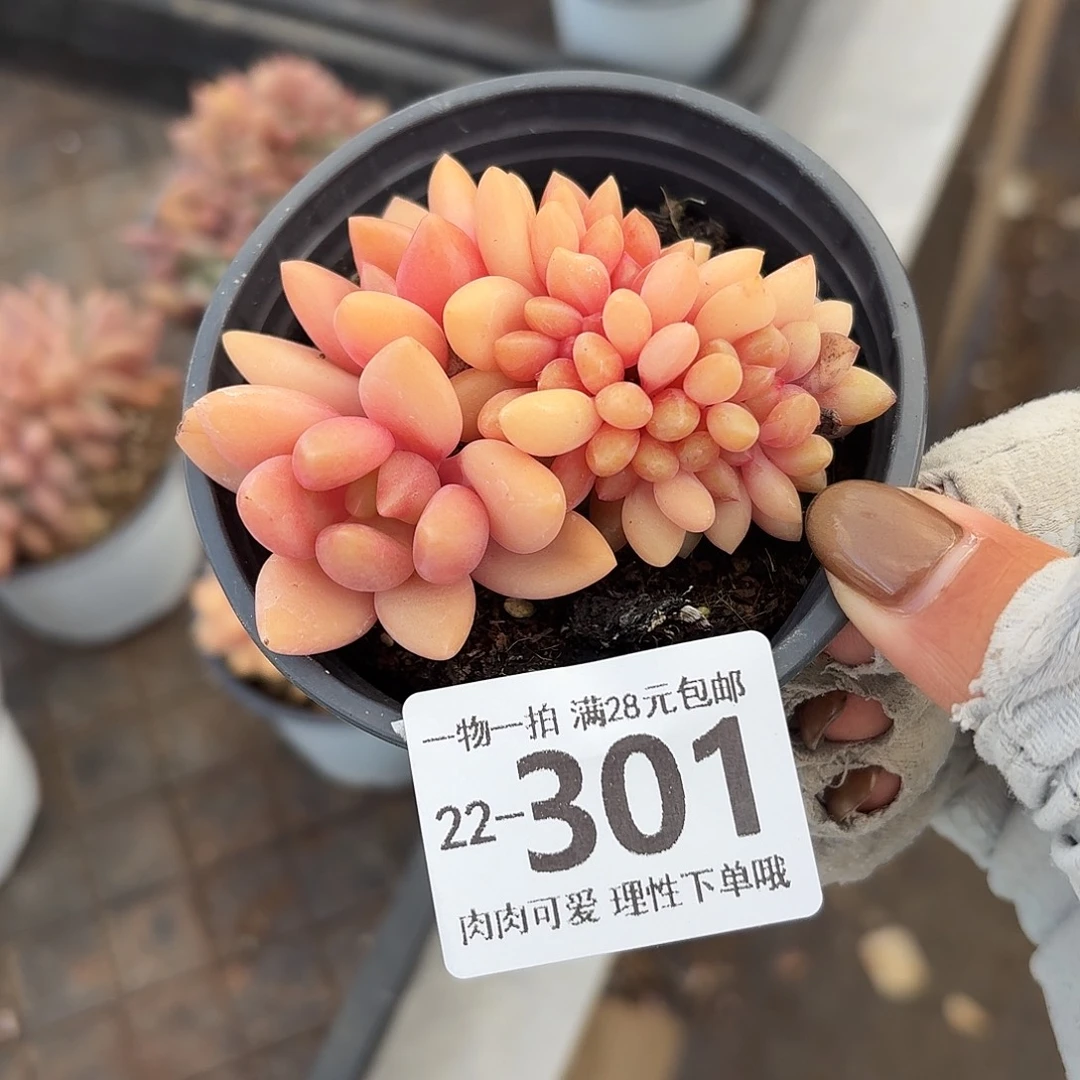 桃花源缀无盆土发货
