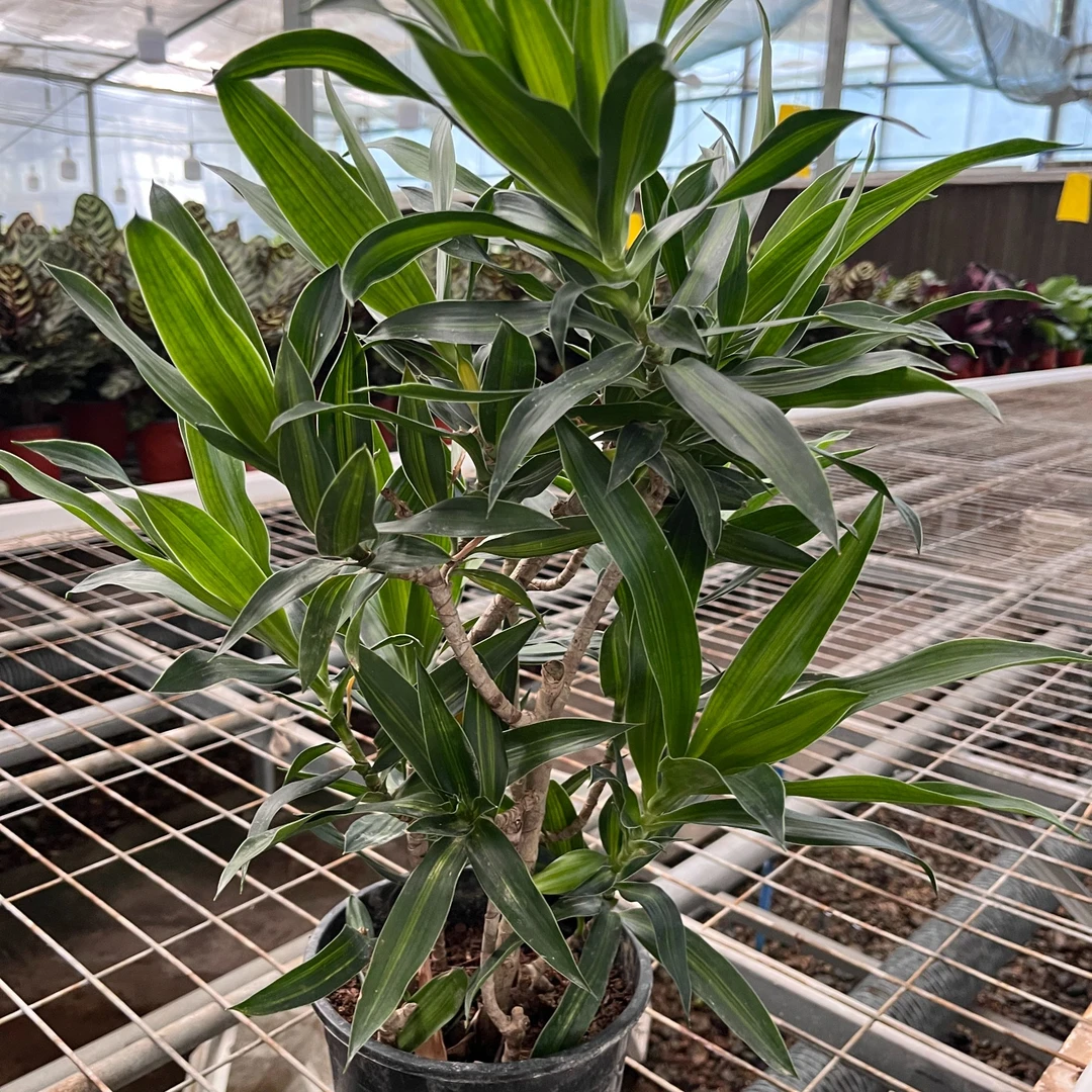 正宗金心百合竹网红盆栽室内外四季常绿好养植物