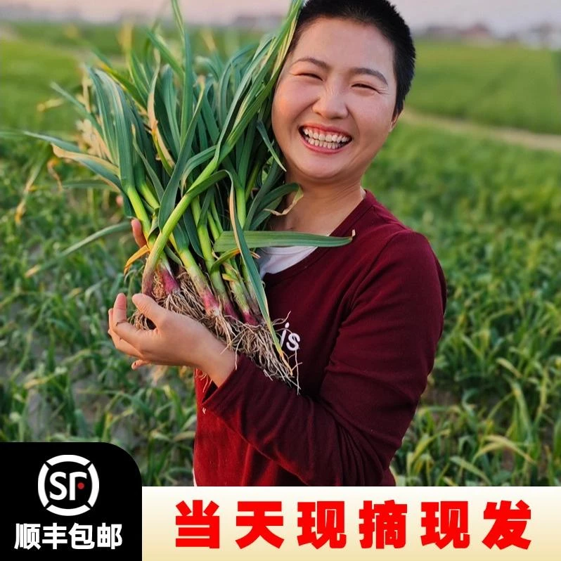 新鲜应季红根蒜苗露天蒜苗大蒜幼苗鲜嫩美味现挖现发蒜香十足