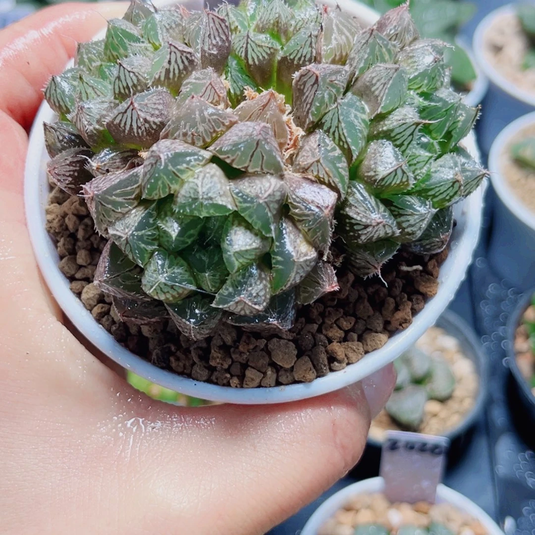 楼兰玉露多肉植物6666