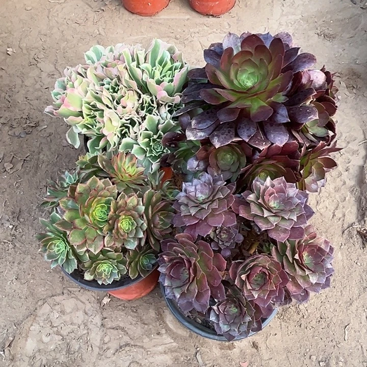 039多肉植物组合瑕疵特价