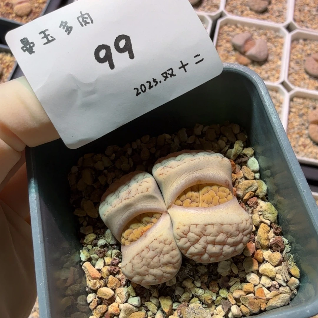 浮***盈多肉多肉多肉12-099 c189