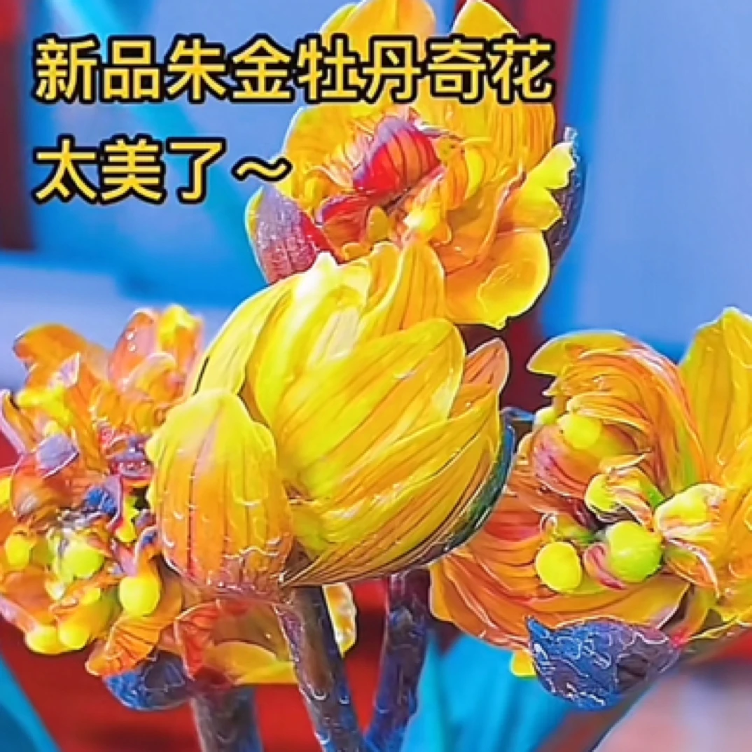 莲瓣兰 （朱金牡丹） 3苗草