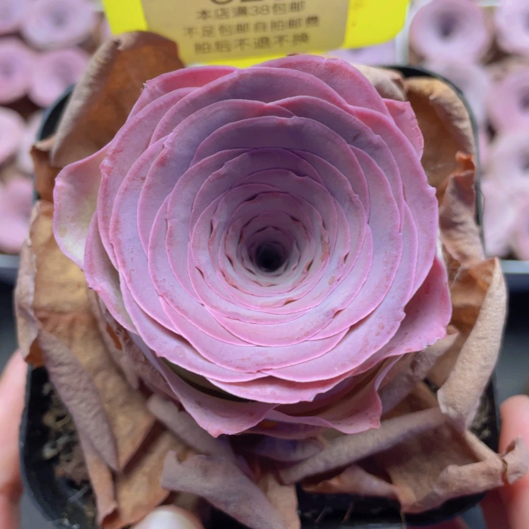 山地玫瑰329满38包邮裸根发货