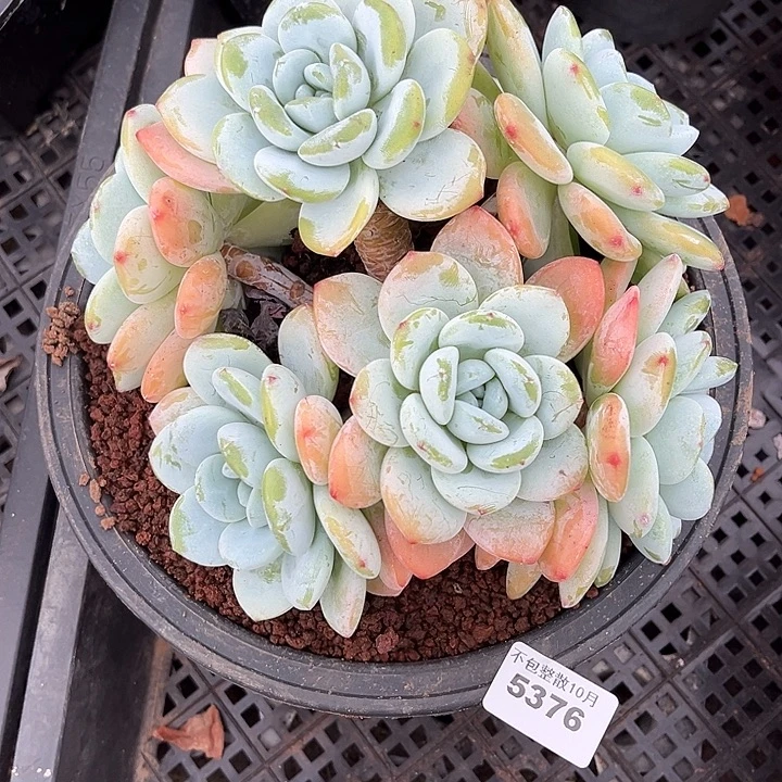 阿雅园艺。       5376冷香