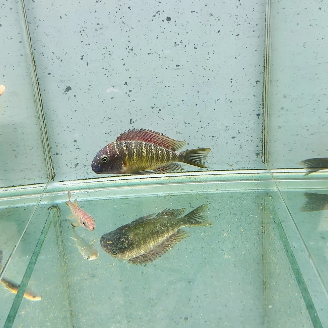 海水野生红彩虹蝴蝶1064。