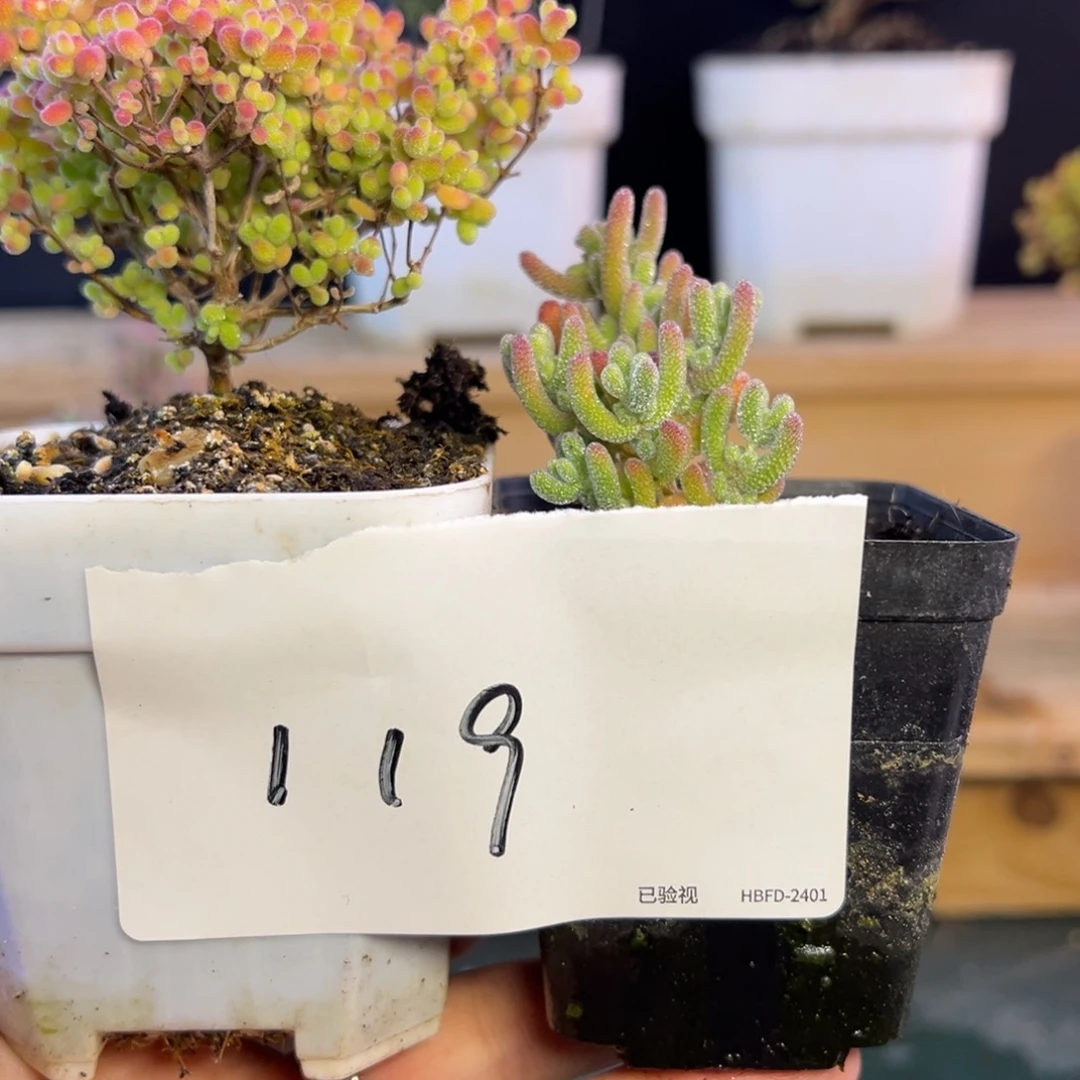 119蜜橘冰晶组合有惊喜