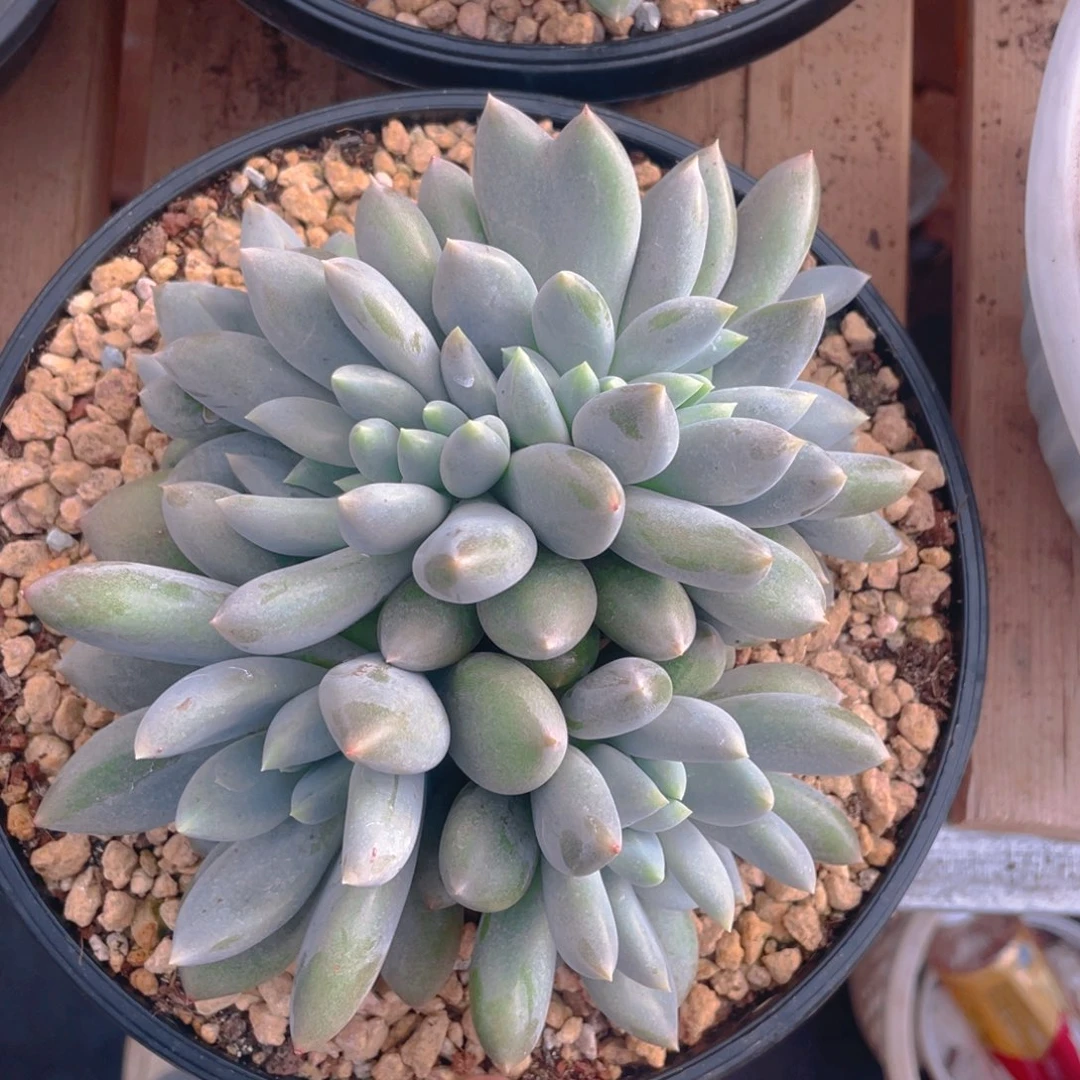 黄胖体哥特带板子多肉植物一棵