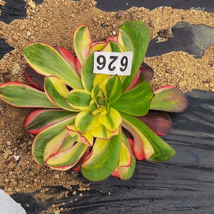 626烈焰多肉植物