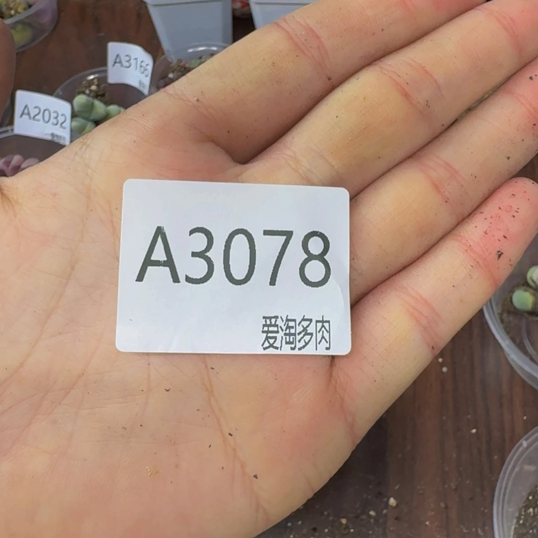 3078--生石花 肉锥