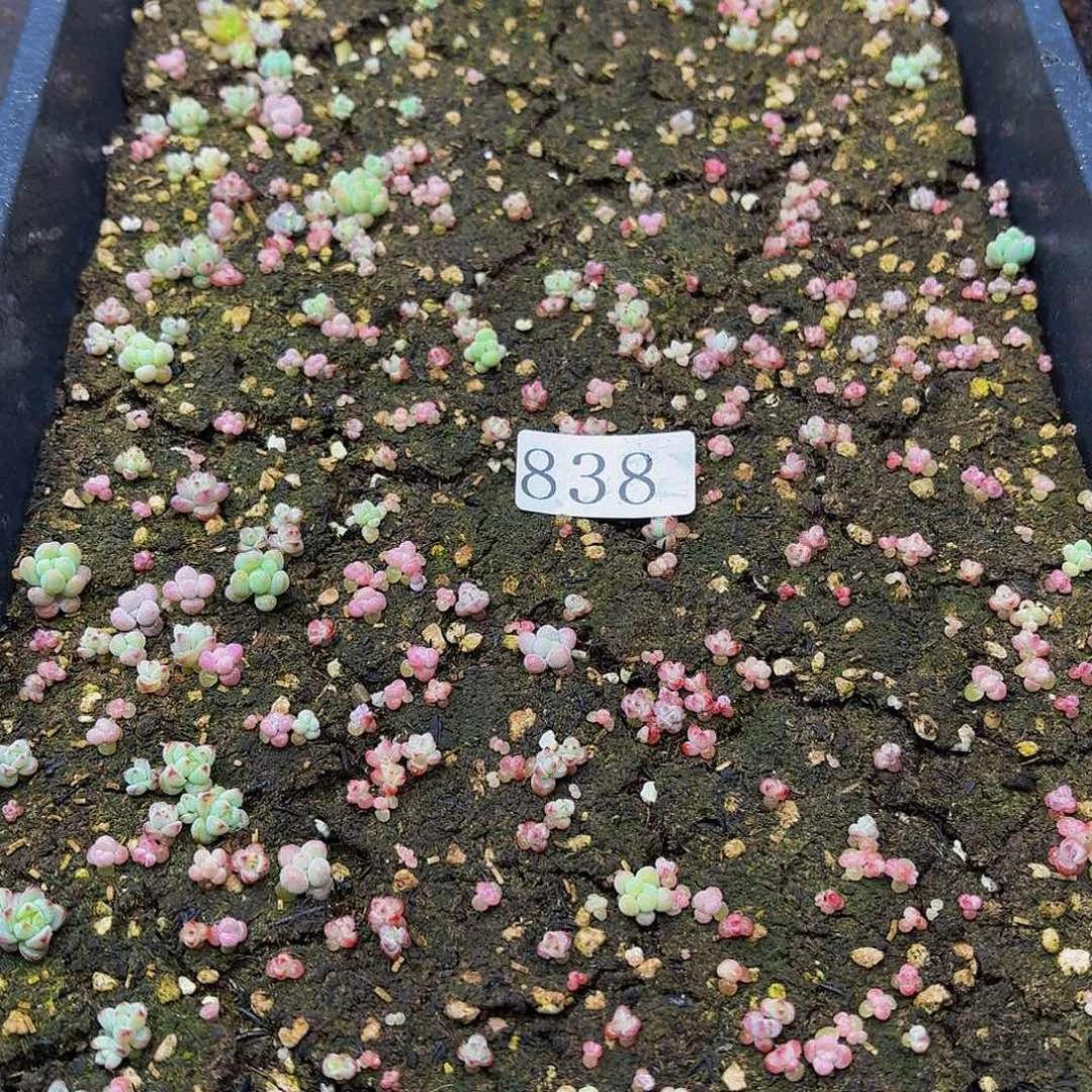 多肉植物多肉植物838
