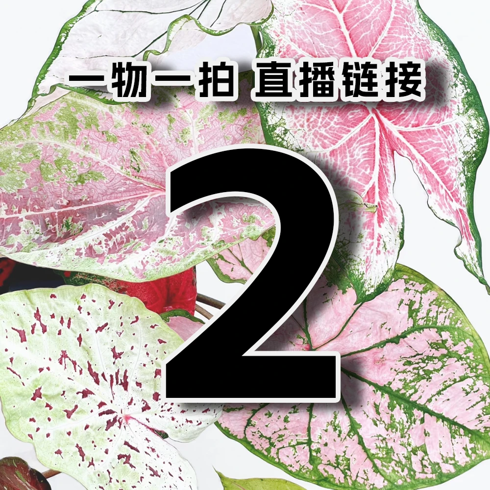 【直播链接2号】彩叶芋泰彩直播间链接勿直拍