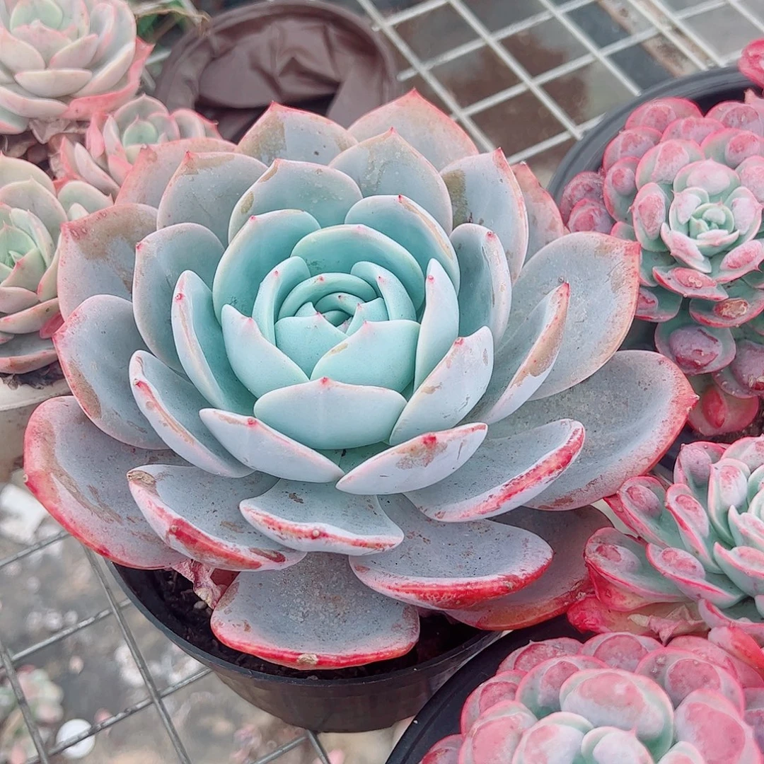 凤橙大单头精品特价