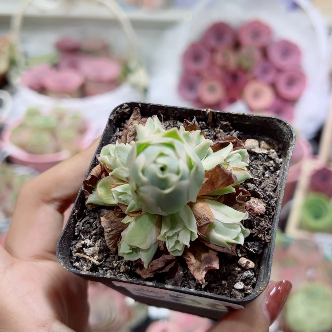 558春晓锦手捧花。