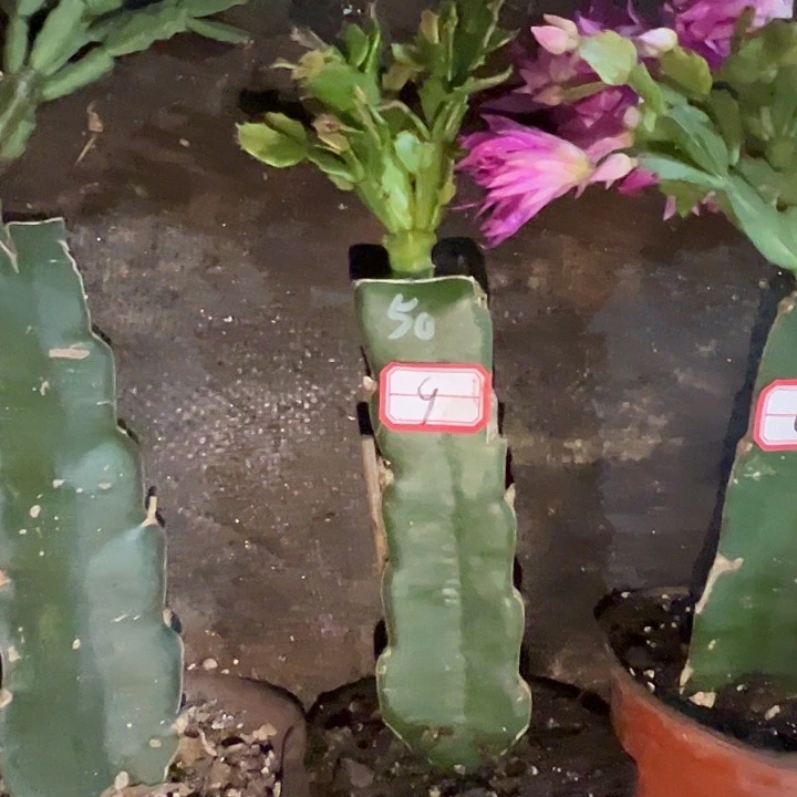 ****意，9号带盆050.血月