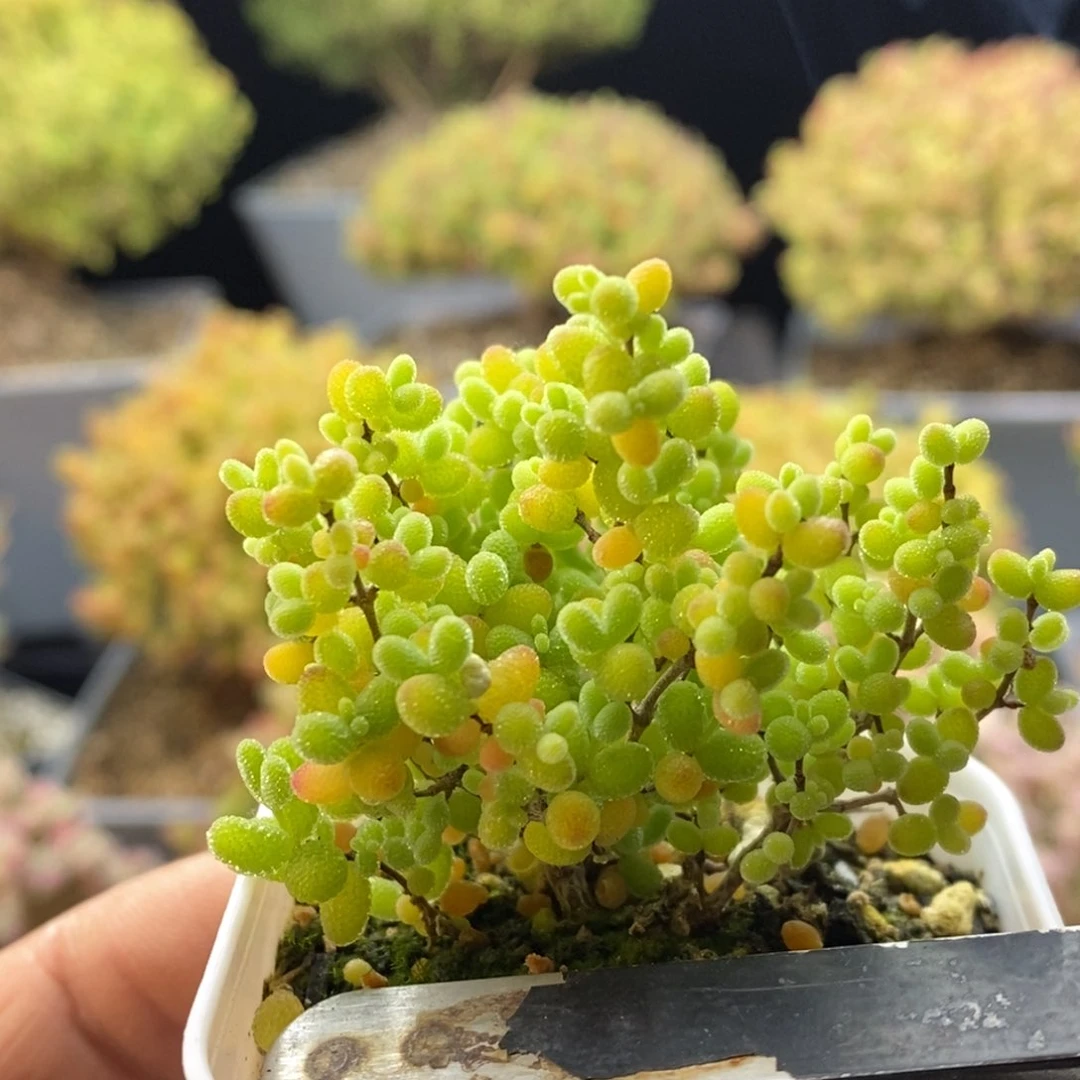 839蜜橘糖球。